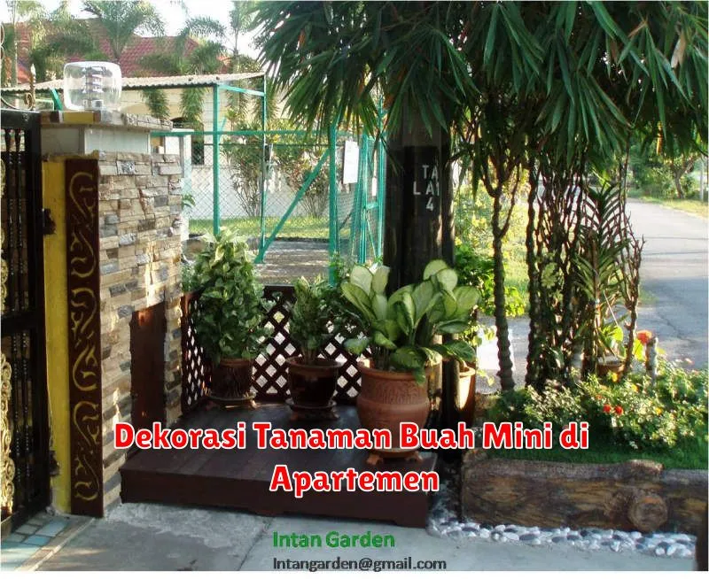 Dekorasi Tanaman Buah Mini di Apartemen