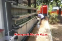 Hidroponik Musim Hujan