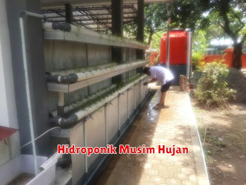 Hidroponik Musim Hujan