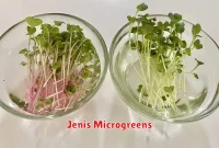 Jenis Microgreens