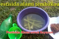 Pestisida Alami untuk Sayuran