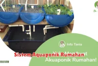 Sistem Aquaponik Rumahan