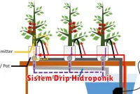 Sistem Drip Hidroponik