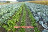 Sistem Polyculture