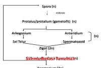 Skema Rotasi Tanaman