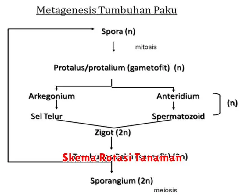 Skema Rotasi Tanaman