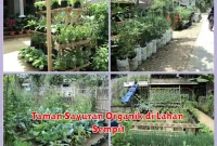 Taman Sayuran Organik di Lahan Sempit