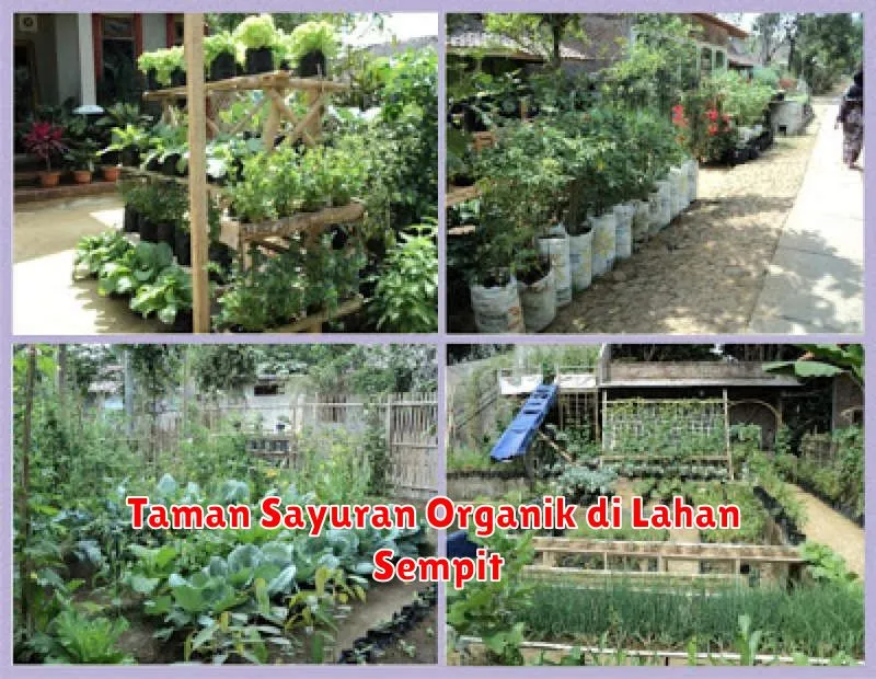 Taman Sayuran Organik di Lahan Sempit