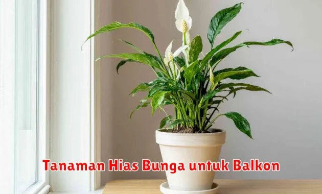 Ilustrasi tanaman rumahan untuk panduan Anggrek Bulan: Panduan Menanam dan Merawat di Rumah