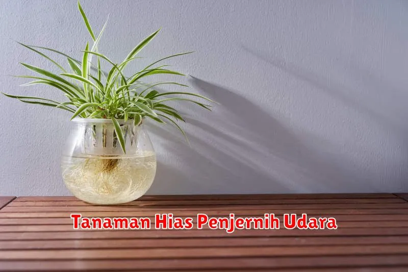 Tanaman Hias Penjernih Udara