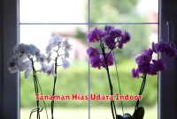 Tanaman Hias Udara Indoor