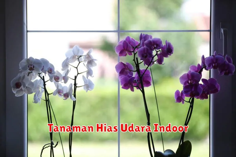 Tanaman Hias Udara Indoor