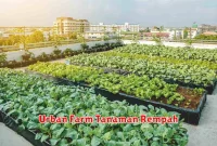 Urban Farm Tanaman Rempah