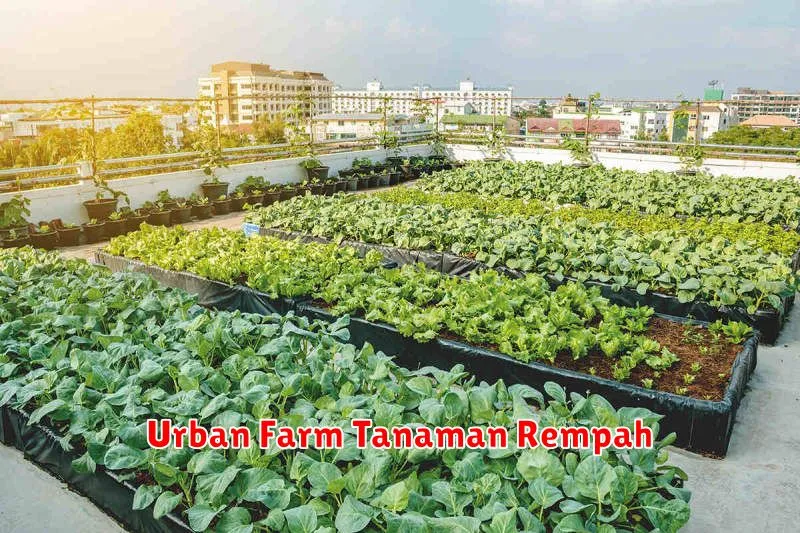 Urban Farm Tanaman Rempah