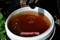 compost tea