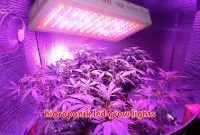 hidroponik led grow lights