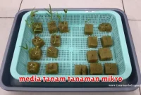 media tanam tanaman mikro