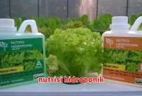 nutrisi hidroponik