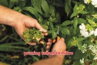 pruning tanaman mikro