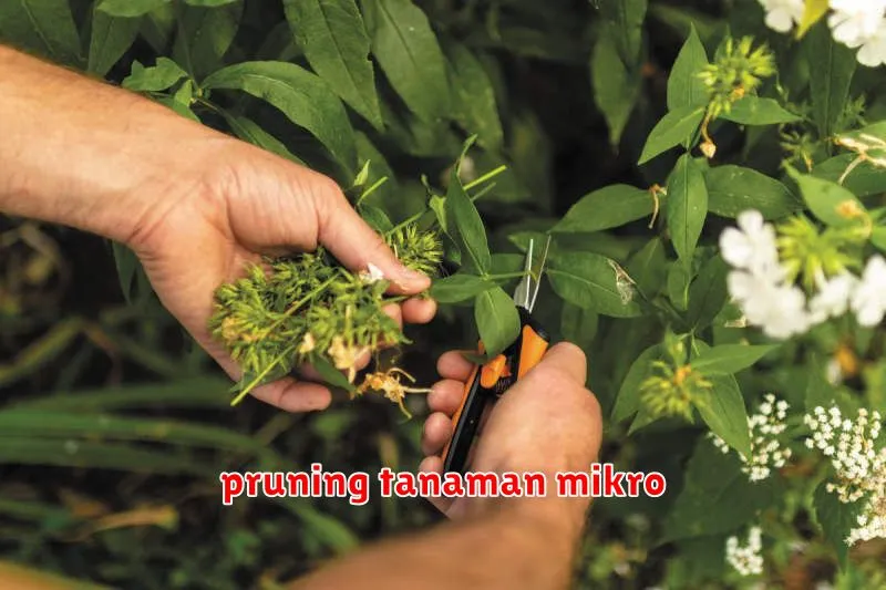 pruning tanaman mikro