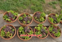 salad greens pot