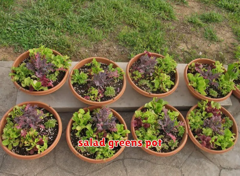 salad greens pot