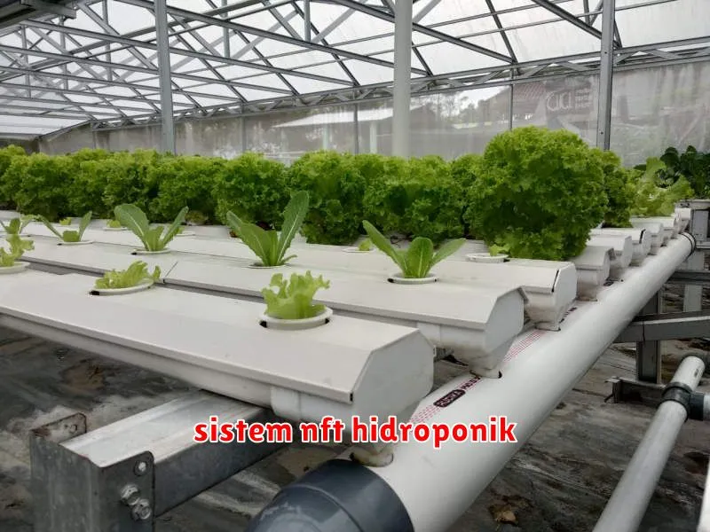 sistem nft hidroponik