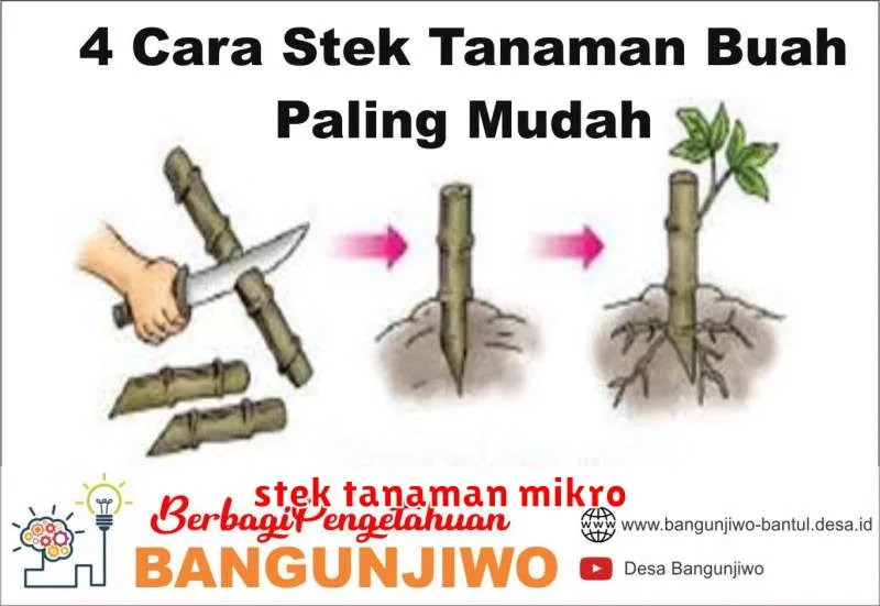 stek tanaman mikro