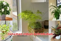 tanaman indoor kelembaban