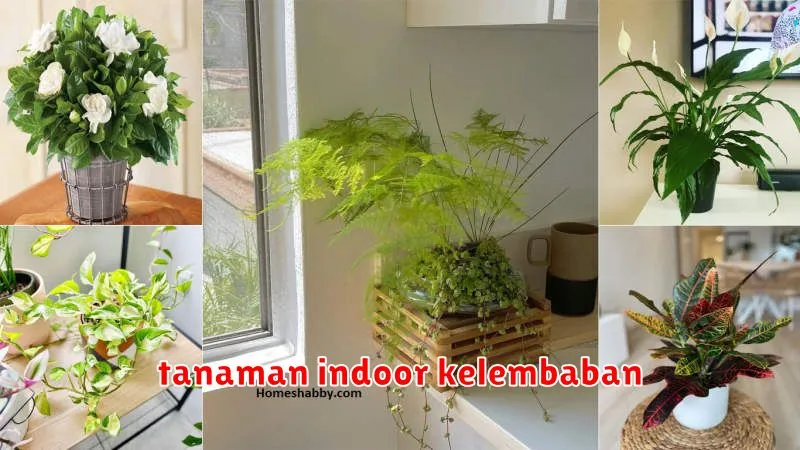 tanaman indoor kelembaban