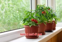 tomat ceri di pot