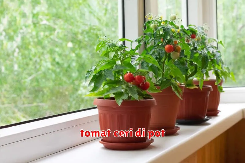 tomat ceri di pot