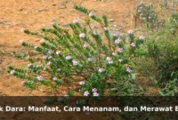 Tapak Dara: Manfaat, Cara Menanam, dan Merawat Bunga Hias Berkhasiat Tapak Dara: Manfaat, Cara Menanam, dan Merawat Bunga Hias Berkhasiat