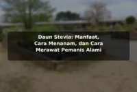 Daun Stevia: Manfaat, Cara Menanam, dan Cara Merawat Pemanis Alami Daun Stevia: Manfaat, Cara Menanam, dan Cara Merawat Pemanis Alami