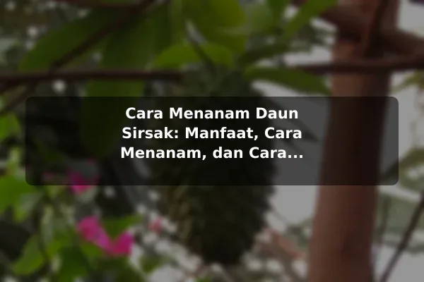 Cara Menanam Daun Sirsak: Manfaat, Cara Menanam, dan Cara Merawat untuk Ramuan Herbal