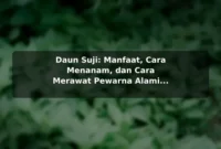 Daun Suji: Manfaat, Cara Menanam, dan Cara Merawat Pewarna Alami Hijau Daun Suji: Manfaat, Cara Menanam, dan Cara Merawat Pewarna Alami Hijau