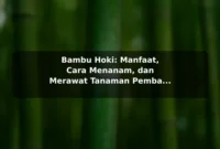 Bambu Hoki: Manfaat, Cara Menanam, dan Merawat Tanaman Pembawa Keberuntungan Bambu Hoki: Manfaat, Cara Menanam, dan Merawat Tanaman Pembawa Keberuntungan