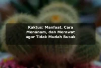 Kaktus: Manfaat, Cara Menanam, dan Merawat agar Tidak Mudah Busuk Kaktus: Manfaat, Cara Menanam, dan Merawat agar Tidak Mudah Busuk