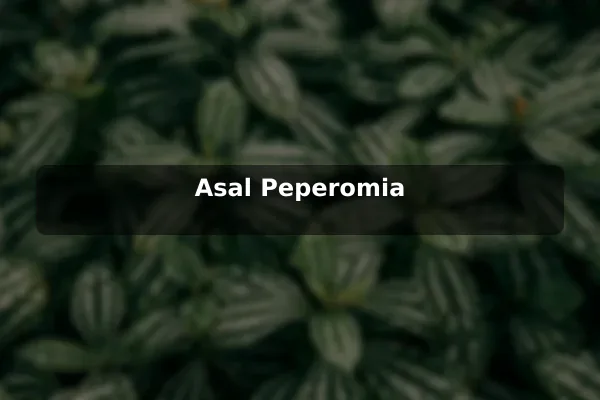 Asal Peperomia