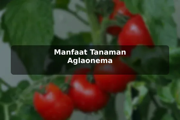 Manfaat Tanaman Aglaonema