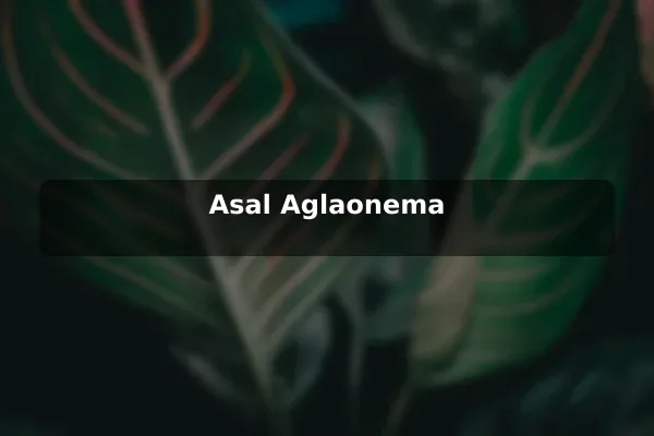 Asal Aglaonema