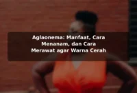 Aglaonema: Manfaat, Cara Menanam, dan Cara Merawat agar Warna Cerah Aglaonema: Manfaat, Cara Menanam, dan Cara Merawat agar Warna Cerah