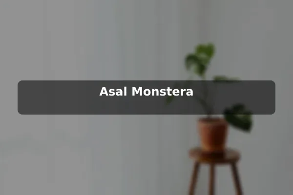 Asal Monstera