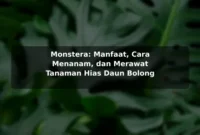 Monstera: Manfaat, Cara Menanam, dan Merawat Tanaman Hias Daun Bolong Monstera: Manfaat, Cara Menanam, dan Merawat Tanaman Hias Daun Bolong