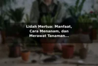 Lidah Mertua: Manfaat, Cara Menanam, dan Merawat Tanaman Penyaring Udara Lidah Mertua: Manfaat, Cara Menanam, dan Merawat Tanaman Penyaring Udara