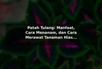 Patah Tulang: Manfaat, Cara Menanam, dan Cara Merawat Tanaman Hias Obat Patah Tulang: Manfaat, Cara Menanam, dan Cara Merawat Tanaman Hias Obat