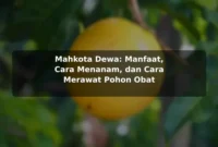Mahkota Dewa: Manfaat, Cara Menanam, dan Cara Merawat Pohon Obat Mahkota Dewa: Manfaat, Cara Menanam, dan Cara Merawat Pohon Obat